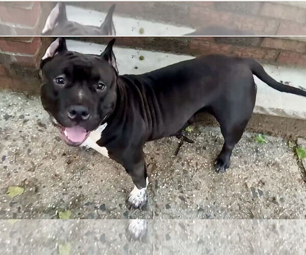 Medium Photo #4 Bullypit Puppy For Sale in Staten Island, NY, USA