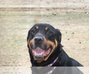 Reggie - Male Rottweiler Dog for Adoption - Photo #13