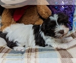 Small #5 Havanese