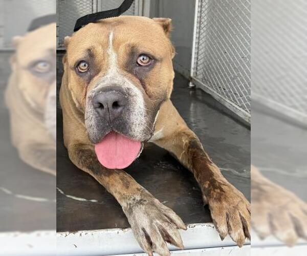 Medium Photo #1 Mutt Puppy For Sale in Bakersfield, CA, USA