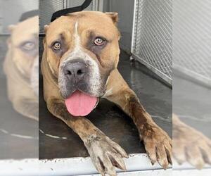 Mutt Dogs for adoption in Bakersfield, CA, USA