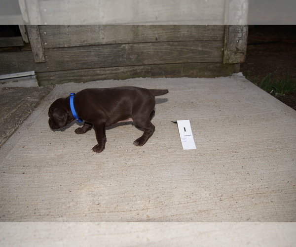 Medium Photo #2 German Shorthaired Pointer Puppy For Sale in SCIO, OH, USA