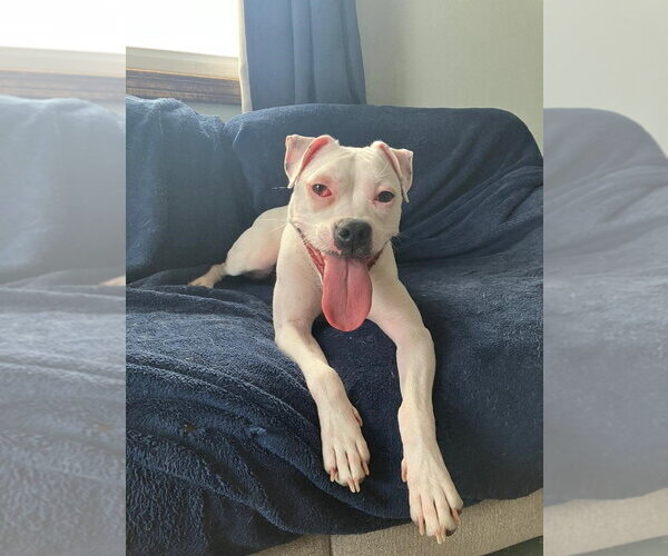 Medium Photo #2 Mutt Puppy For Sale in Plainfield, IL, USA