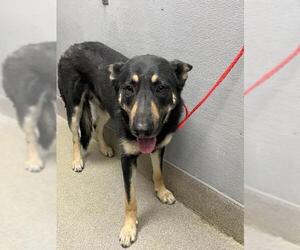 German Shepherd Dog-Unknown Mix Dogs for adoption in Las Vegas, NV, USA