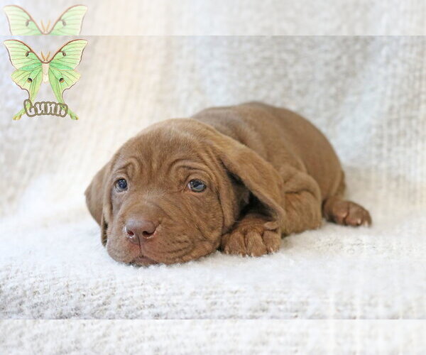 Medium Photo #3 Mastiff-Unknown Mix Puppy For Sale in Wakefield, RI, USA