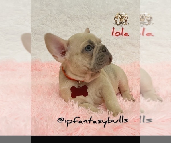 Medium Photo #13 French Bulldog Puppy For Sale in LEHIGH ACRES, FL, USA