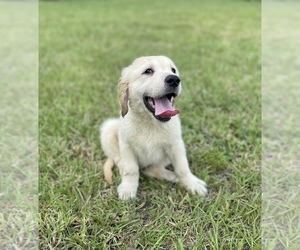 English Cream Golden Retriever Puppy for sale in BUSHNELL, FL, USA