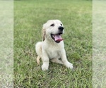 Small English Cream Golden Retriever