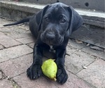 Puppy Oreo German Shorthaired Lab