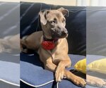 Small Photo #18 Mutt Puppy For Sale in Rockaway, NJ, USA
