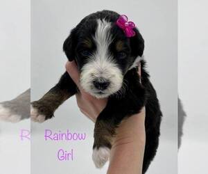 Bernedoodle Puppy for sale in ARAGON, GA, USA