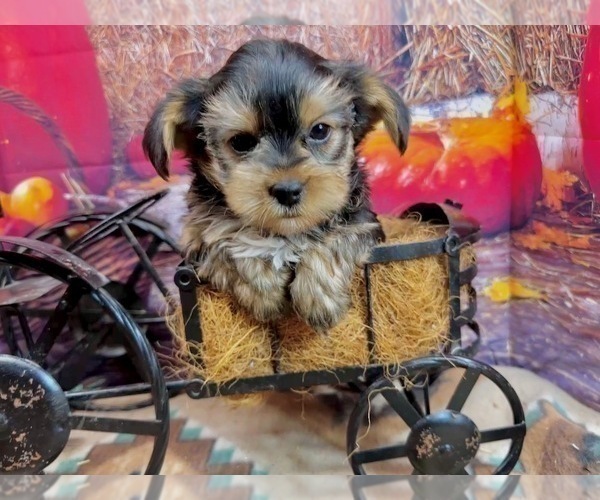 Medium Photo #6 Morkie Puppy For Sale in CASSVILLE, MO, USA