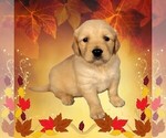 Puppy Bobby Golden Retriever