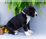 Small #8 Great Dane
