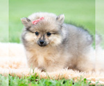 Small Photo #81 Pomeranian Puppy For Sale in WARSAW, IN, USA