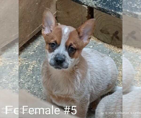 Medium Photo #3 Australian Cattle Dog Puppy For Sale in WINGATE, NC, USA