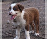 Puppy RTM Australian Shepherd