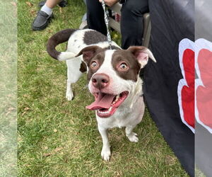 Mutt Dogs for adoption in Brooklyn Center, MN, USA