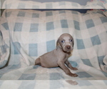 Small #8 Weimaraner