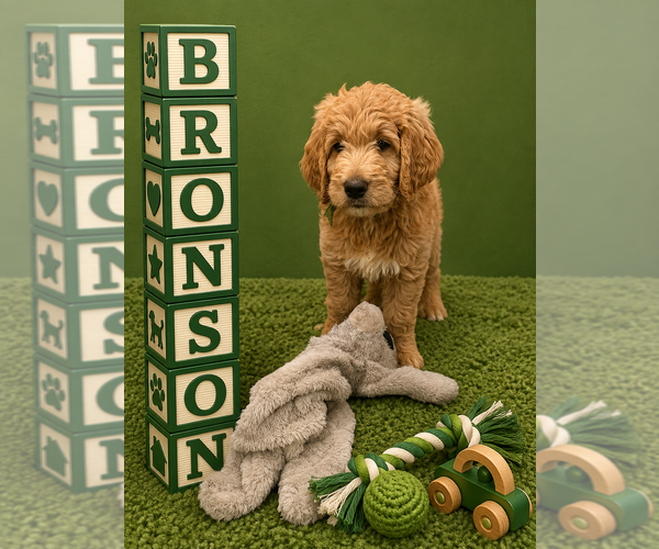Medium Photo #4 Goldendoodle Puppy For Sale in SAINT CLOUD, MN, USA