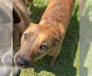 Aurora - Female Black Mouth Cur-Unknown Mix Dog for Adoption - Photo #3