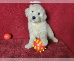 Puppy 4 Goldendoodle-Poodle (Toy) Mix