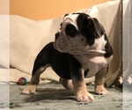 Small Photo #17 Olde English Bulldogge Puppy For Sale in CYNTHIANA, IN, USA