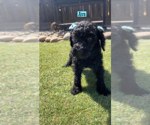Poodle (Standard) Puppy for sale in EXETER, CA, USA