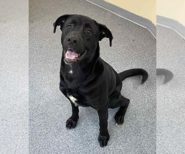 Medium Photo #1 Mutt Puppy For Sale in Low Moor, VA, USA