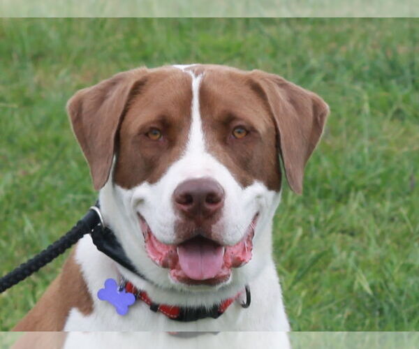 Medium Photo #3 Saint Bernard-Unknown Mix Puppy For Sale in Cookeville, TN, USA