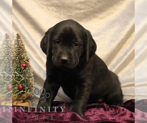 Labrador Retriever Puppy for sale in SHIPPENSBURG, PA, USA
