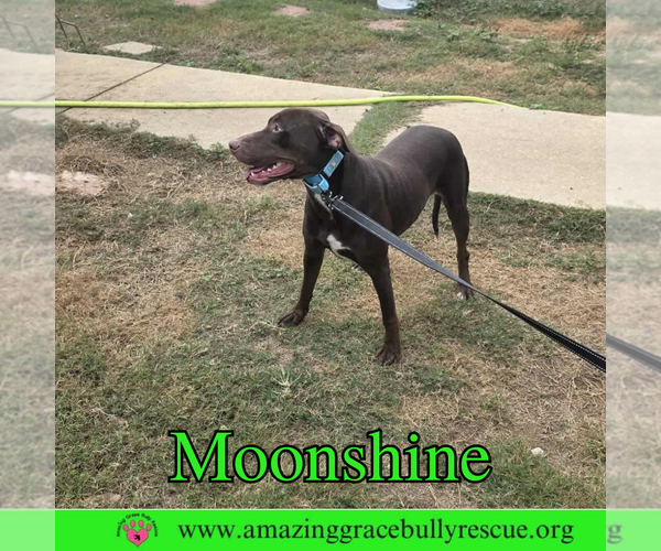 Medium Photo #8 Doberman Pinscher-Unknown Mix Puppy For Sale in Pensacola, FL, USA