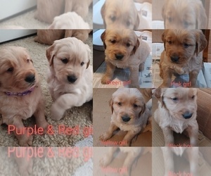 Golden Retriever Puppy for sale in WAKE FOREST, NC, USA
