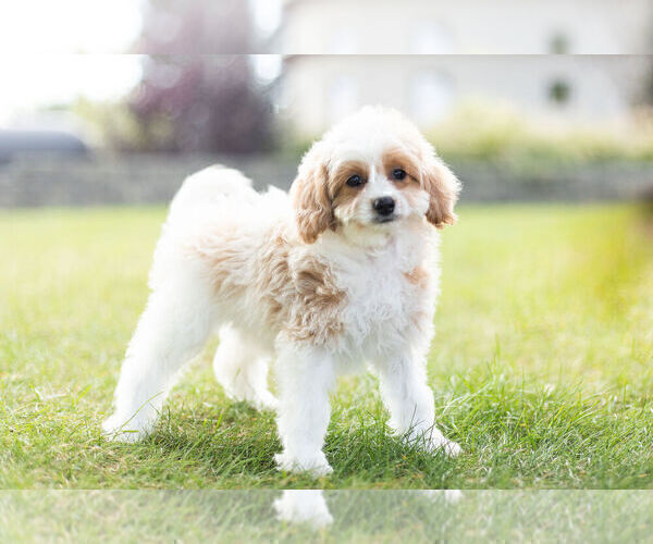 Medium Photo #3 Cavapoo Puppy For Sale in WARSAW, IN, USA