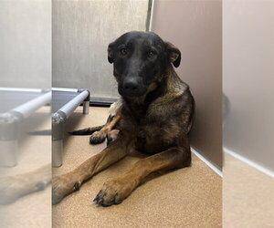 Mutt Dogs for adoption in Martinez, CA, USA