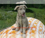 Small #5 German Shepherd Dog