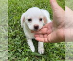 Small #4 Chihuahua