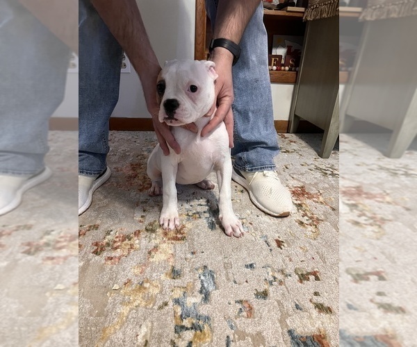 Medium Photo #4 American Bulldog Puppy For Sale in BROOKFIELD, MO, USA