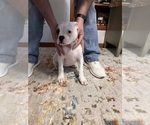 Small Photo #4 American Bulldog Puppy For Sale in BROOKFIELD, MO, USA