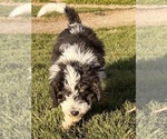 Small Photo #7 Miniature Bernedoodle Puppy For Sale in LONGMONT, CO, USA