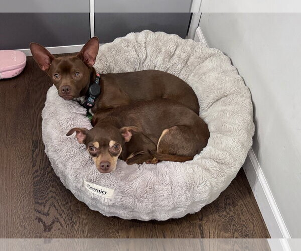 Medium Photo #2 Chihuahua Puppy For Sale in St. Louis Park, MN, USA