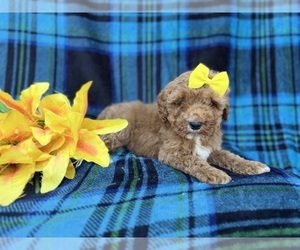 Cavapoo (Miniature) Puppy for sale in LAKELAND, FL, USA