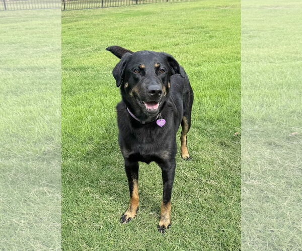 Medium Photo #5 Labrador Retriever-Unknown Mix Puppy For Sale in Fort Worth, TX, USA