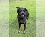 Small #4 Labrador Retriever Mix