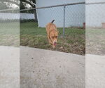 Small #2 Australian Kelpie Mix