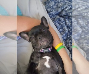 French Bulldog Puppy for sale in INDIANAPOLIS, IN, USA