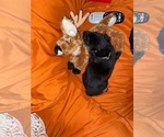 Small Photo #20 German Shepherd Dog Puppy For Sale in CARROLLTON, GA, USA