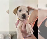 Small #7 American Staffordshire Terrier Mix