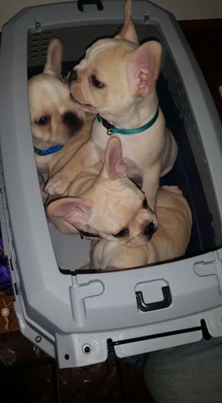 Medium Photo #1 French Bulldog Puppy For Sale in CHICKAMAUGA, GA, USA