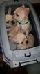 Small Photo #1 French Bulldog Puppy For Sale in CHICKAMAUGA, GA, USA